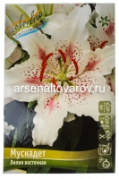 Лилия восточная Мускадет (в пакете 3 шт) цена за пакет луковичные (Голландия)