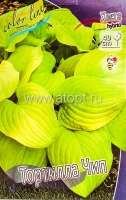 Хоста Тортилла Чип (в пакете 1 шт) корневищные (Голландия)
