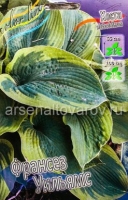 Хоста Франсез Уильямс (в пакете 2 шт) цена за пакет корневищные (Голландия)