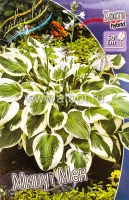 Хоста Минут Мен (в пакете 1 шт) корневищные (Голландия)