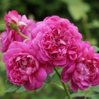 роза английская парковая Принцесса Анна саженцы (Россия)