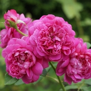 Роза английская парковая Принцесса Анна саженцы (Россия)