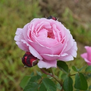 Роза парковая Дитер Миллер саженцы (Россия)