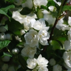 жасмин (чубушник) садовый Алебастр саженцы (Россия)