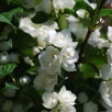 Жасмин (чубушник) садовый Алебастр саженцы (Россия) 