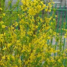 форзиция промежуточная Спектабилис саженцы (Россия)