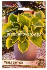 хоста Финал Виктори (в пакете 1 шт) корневищные (Голландия)