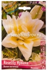 лилия для выгонки восточная махровая Роузлили Ирвана (в пакете 3 шт) цена за пакет луковичные (Голландия)