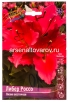 Лилия восточная без пыльцы Либер Россо (в пакете 5 шт) цена за пакет луковичные (Голландия) 