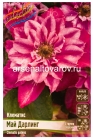 клематис махровый Май Дарлинг (в пакете 1 шт) корневищные (Голландия)