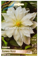 Клематис махровый Халина Нолл (в пакете 1 шт) корневищные (Голландия)