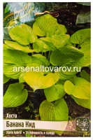 Хоста Банана Кид (в пакете 1 шт) корневищные (Голландия)