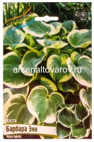 Хоста Барбара Энн (в пакете 1 шт) корневищные (Голландия)
