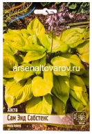 Хоста Сам Энд Сабстенс (в пакете 1 шт) корневищные (Голландия)