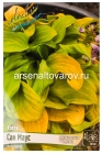 хоста Сан Маус (в пакете 1 шт) корневищные (Голландия)