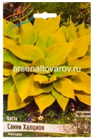 Хоста Санни Халцион (в пакете 1 шт) корневищные (Голландия)
