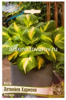 Хоста Хетвейв Хармони (в пакете 1 шт) корневищные (Голландия)