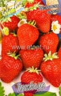 земляника садовая ранняя Ламбада (в пакете 5 шт) цена за пакет саженцы (Голландия)