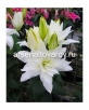 Лилия восточная махровая Дабл Датч Кристалл (в пакете 5 шт) цена за пакет луковичные (Голландия) 