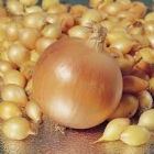 Лук севок Геркулес среднеранний мешок 20 кг (цена за 1 кг- 364 руб 45 коп) (Голландия)