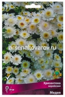 Хризантема корейская Медея (в пакете 1 шт) корневищные (Голландия)