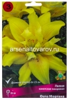 лилия азиатская махровая Фата Моргана (в пакете 3 шт) цена за пакет луковичные (Голландия)