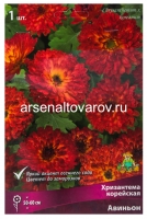 Хризантема корейская Авиньон (в пакете 1 шт) корневищные (Голландия)