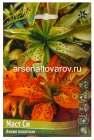 лилия азиатская махровая Маст Си (в пакете 5 шт) цена за пакет луковичные (Голландия)