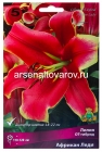 лилия для выгонки ОТ-гибрид Африкан Лейди 16/18 (в пакете 3 шт) цена за пакет луковичные (Голландия)