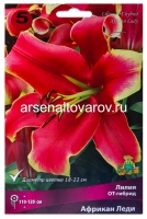 Лилия для выгонки ОТ-гибрид Африкан Лейди 16/18 (в пакете 3 шт) цена за пакет луковичные (Голландия)