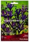 ирис сетчатый Пепл Джем (в пакете 10 шт) цена за пакет луковичные (Голландия)