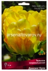 тюльпан махровый ранний Дансинг Куин (в пакете 5 шт) цена за пакет луковичные (Голландия)