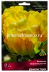 Тюльпан махровый ранний Дансинг Куин (в пакете 5 шт) цена за пакет луковичные (Голландия) 