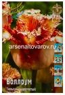 тюльпан бахромчатый Боллрум (в пакете 7 шт) цена за пакет луковичные (Голландия)