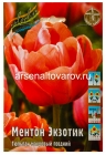 тюльпан махровый поздний Ментон Экзотик (в пакете 5 шт) цена за пакет луковичные (Голландия)