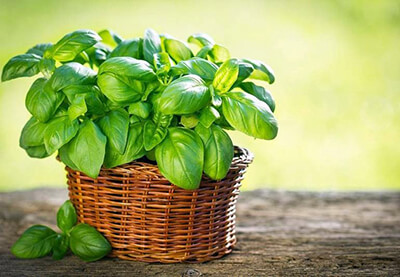 Этюд в зелено-фиолетовом: что нужно для выращивания базилика в домашних условиях?