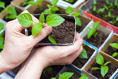 Что нужно для выращивания базилика в домашних условиях?
