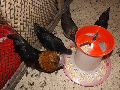 Осваиваем птицеводство: как выбрать емкости для корма и воды? - 1