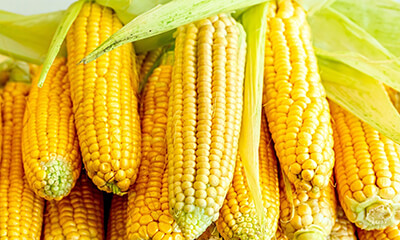 Вдоль рядов кукурузы: как получить богатый урожай в любых условиях?