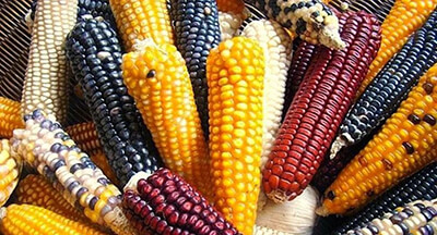 Вдоль рядов кукурузы: как получить богатый урожай в любых условиях?