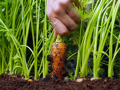 Когда весной сажать морковь, как подготовить семена к посадке, как ухаживать за всходами и правильно собрать урожай?