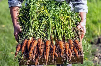 Когда весной сажать морковь, как подготовить семена к посадке, как ухаживать за всходами и правильно собрать урожай?