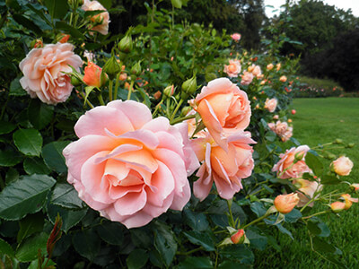 Королева в саду: посадка, уход и обрезка чайно-гибридных роз