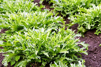 Руккола или рукола: выращивание и польза от микрозелени на подоконнике.Советы и рекомендации для вашего дома от компании Арсенал Товаров.