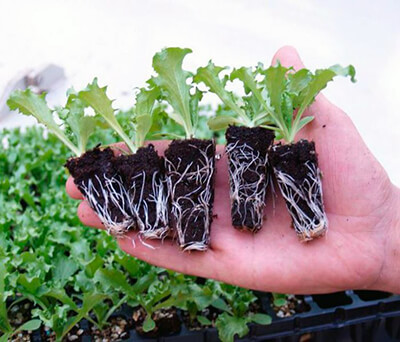 Выращивание салата рассадой