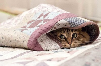 Спим в уюте и комфорте: как выбрать и купить одеяло? - 4